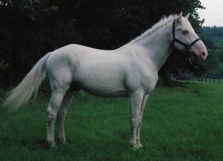 American Bashkir Curly Horse